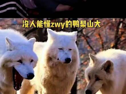 Scout遭遇十二连败，美国队教练面临压力！